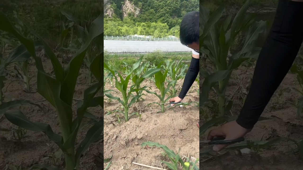 This Looks Wrong&hellip; But It Grows Better Corn 🤯 #fyp #farminglife #mindblown #farmhack