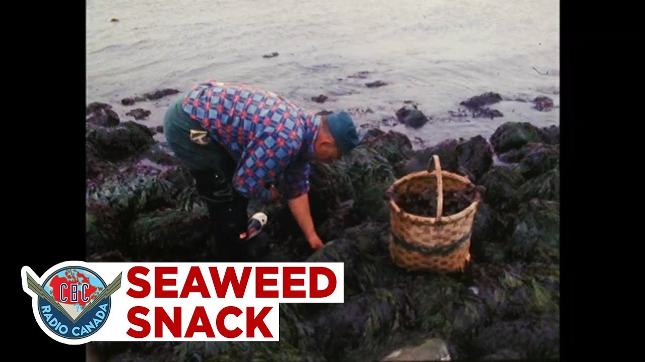 Harvesting the seaweed delicacy these New Brunswickers eat like potato chips, 1973