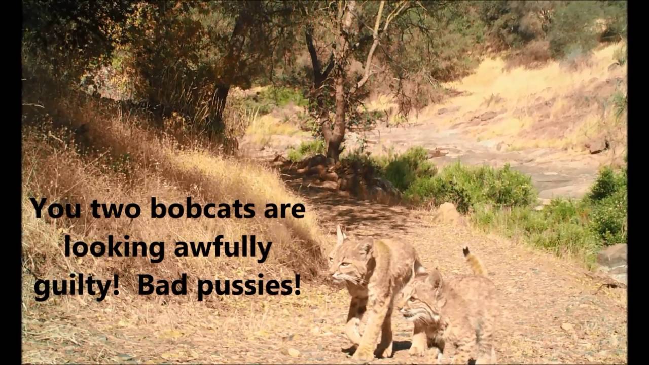 Wildlife enjoying life in California, not far from Yosemite