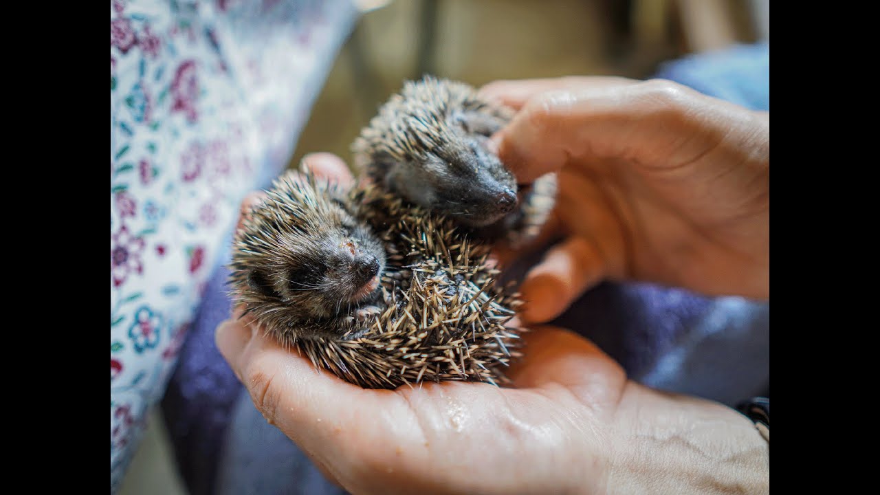 Igelhilfe: Zwischen Babyigeln und todkranken Tieren
