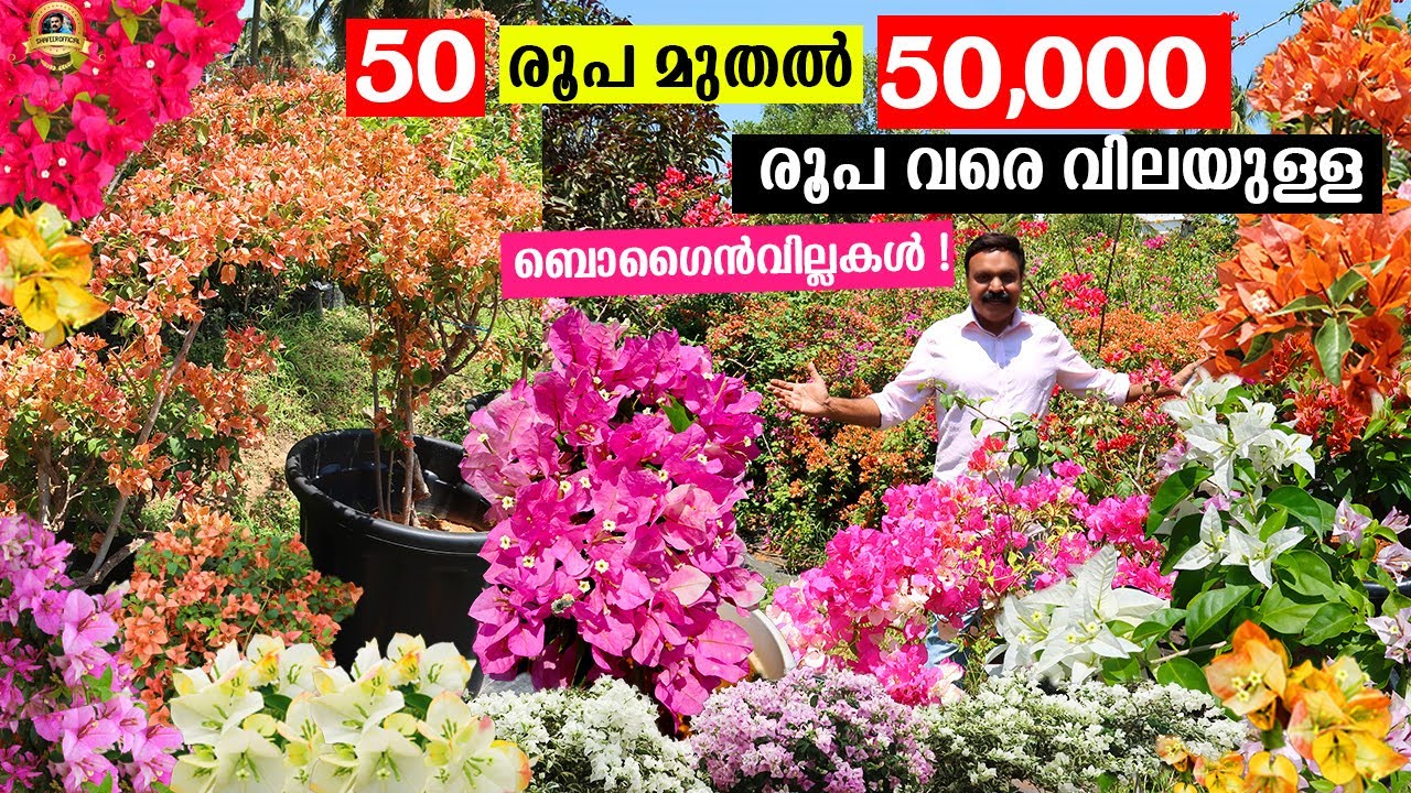 😲140 ലധികം Varieties bougainvillea's ! 50 രൂപ മുതൽ 50000 രൂപ വരെ വിലയുള്ള plants !#bougainvillea