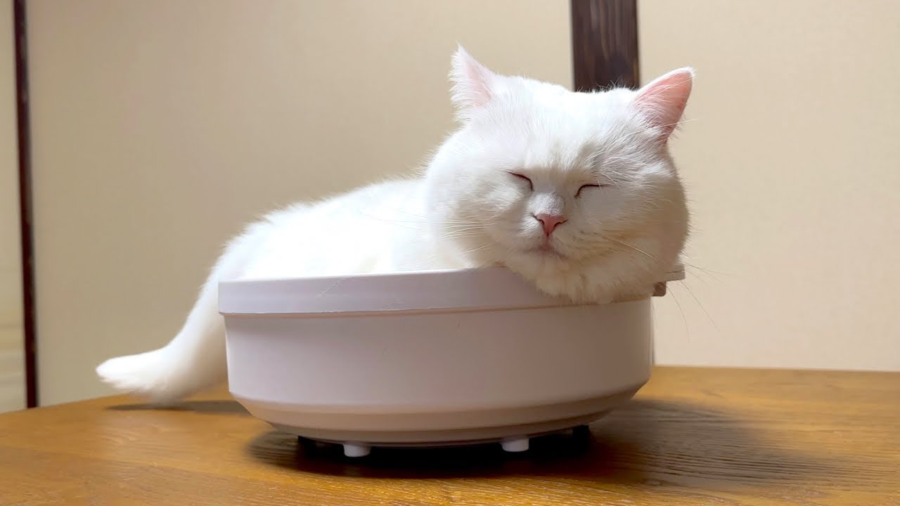 20分間、猫を鍋で煮込んだらこうなりました…笑