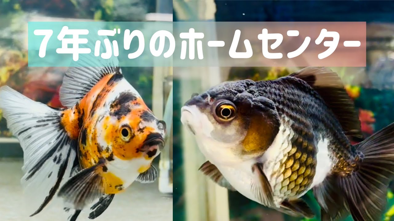 約7年ぶりのホームセンターで金魚はいかに！前回購入した金魚のご様子