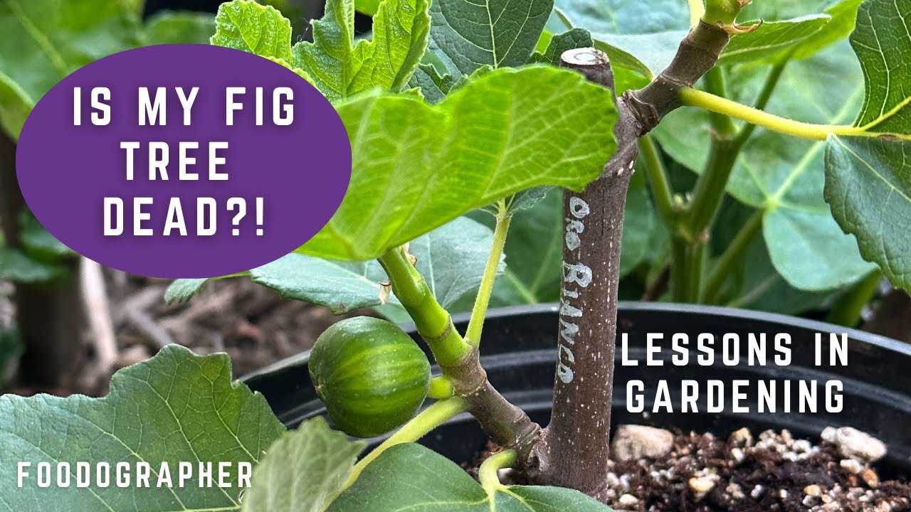 Is My Fig Tree Dead?! Patience! In-Ground Oro Bianco, Figs at Various Ages & the Spotted Lanternfly