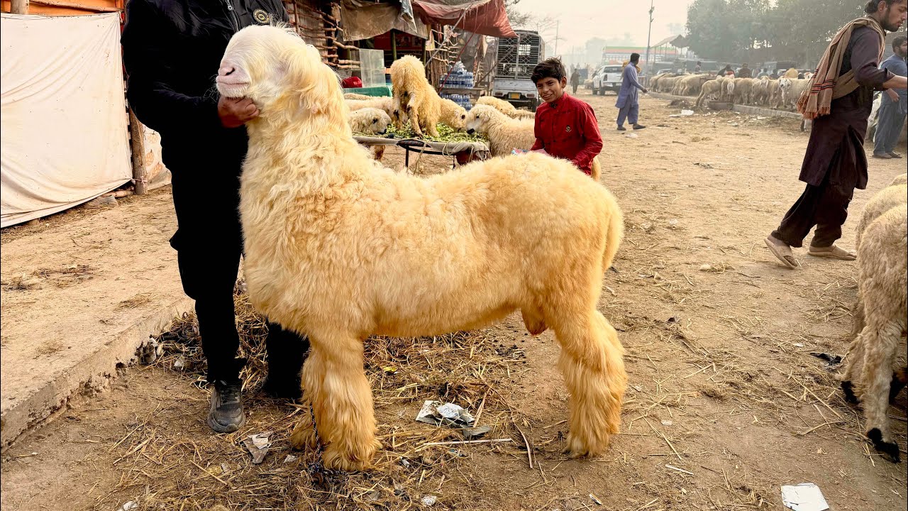 Tuesday Update Lahore Mandi Desi Chatre Qurbani 2026 katu Maal Mazhar Biba Official 