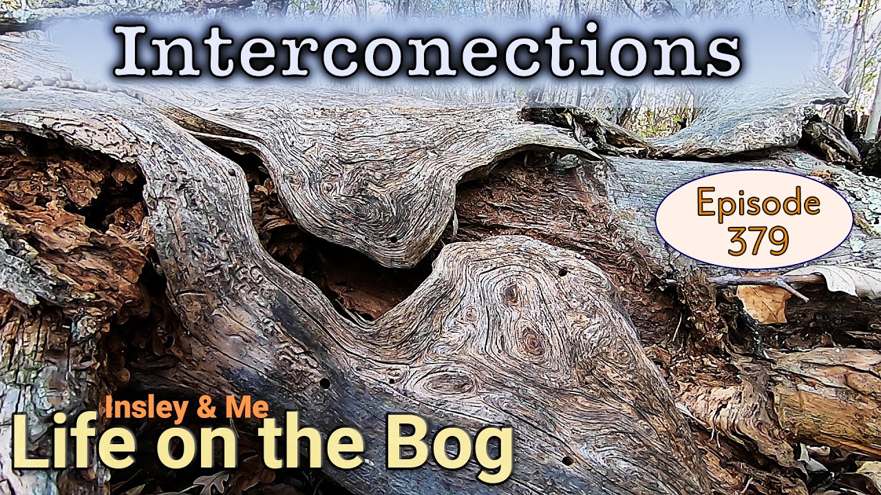 Life on the Bog • Ep. 379 - October 7-11, 2025