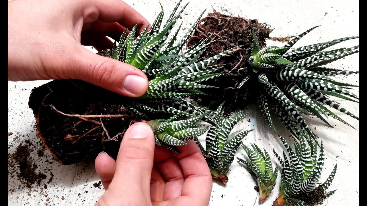 How to grow Baby Haworthia Zebra Plant from cutting very easy