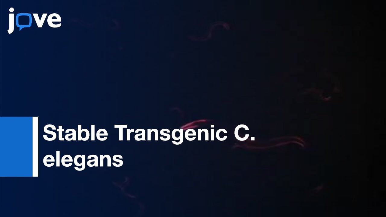 Generation Of Stable Transgenic C. elegans Using Microinjection l Protocol Preview