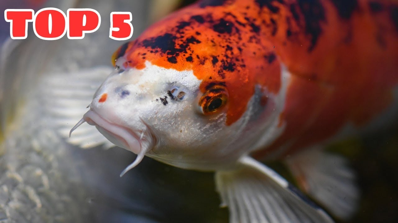 TOP 5 loài cá Koi Nhật Bản phổ biến và giá trị cao