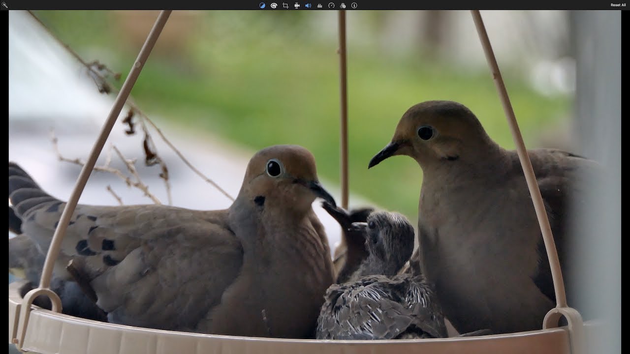 2022 additions to the Mourning Dove family 2 of 2