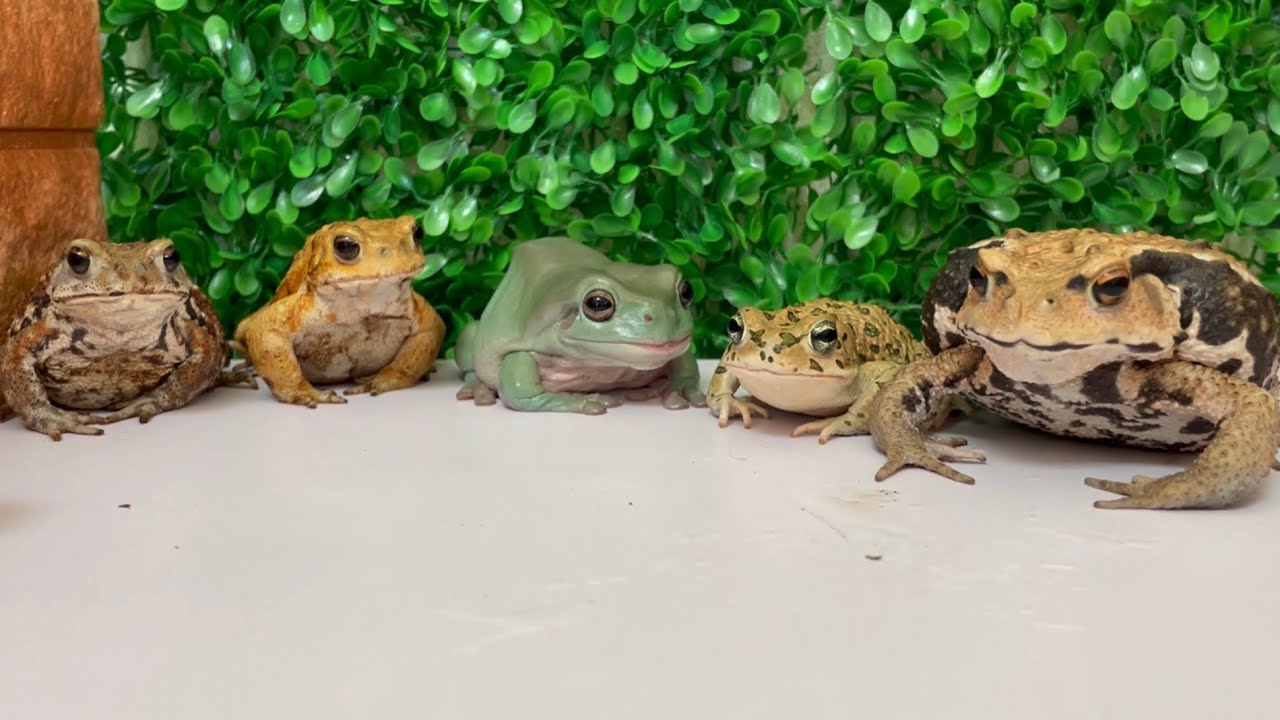 Too lively frog meal！toad&frog. rana y sapo. カエルとヒキガエル