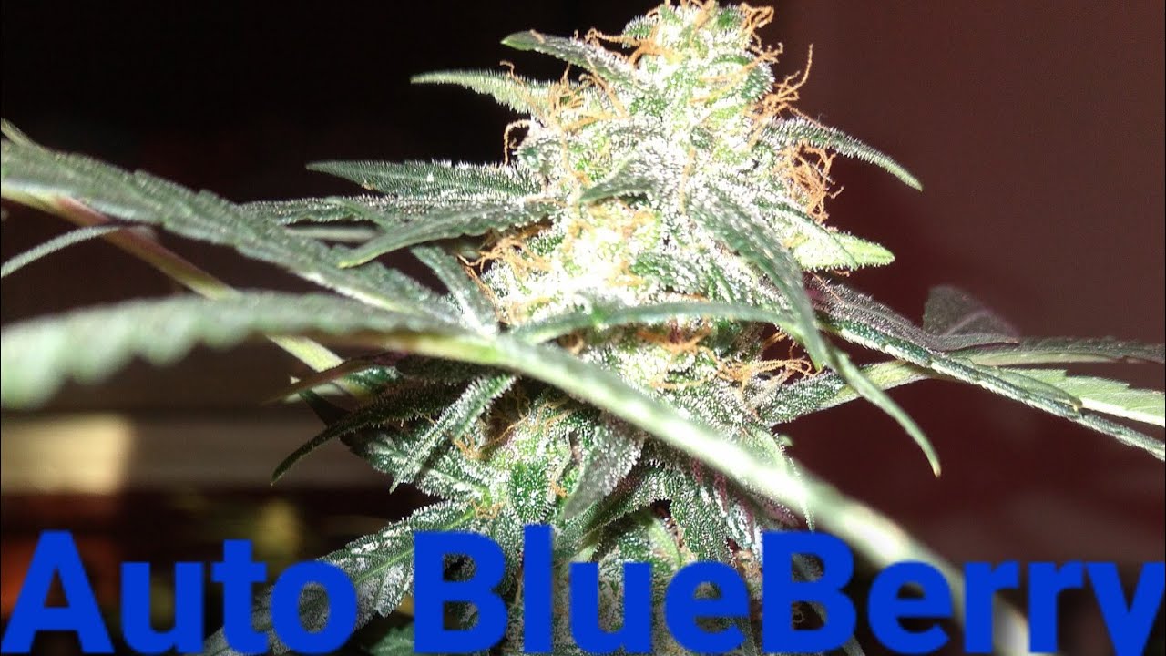 Germinating 3 different cannibus strains seed straight in soil #PurpleHaze #AutoBlueBerry #G13