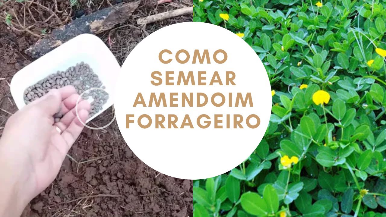 AMENDOIM FORRAGEIRO NAS PITAYAS