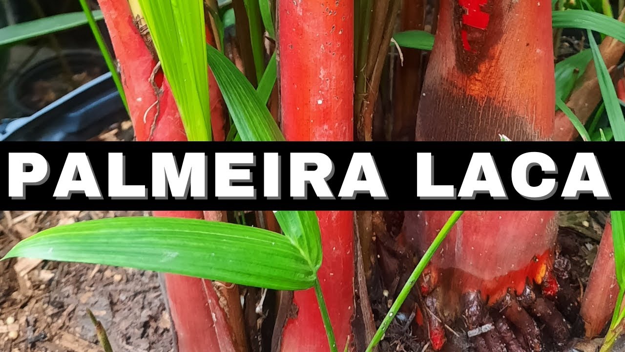6-Mais uma retirada de Mudinha de PALMEIRA LACA VERMELHA e o meu Papa Arroz roubando a cena...