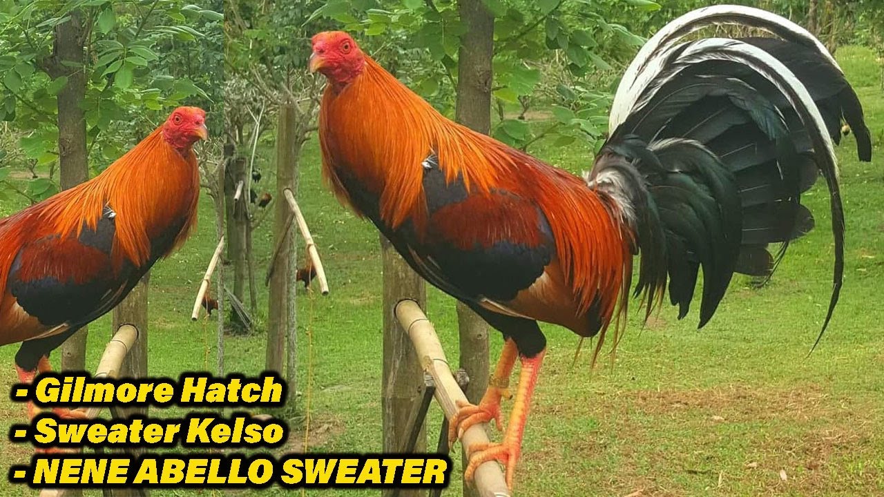 Rafael Nene Abello Possum 226 Sweater Gilmore Hatch Paragon Farm Visit