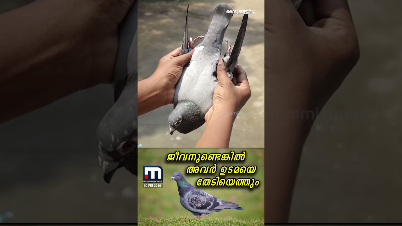 ജീവനുണ്ടെങ്കില്&zwj; അവര്&zwj; മടങ്ങിയെത്തും: വില അയ്യായിരം മുതല്&zwj; കോടികള്&zwj; വരെ | Pigeon racing