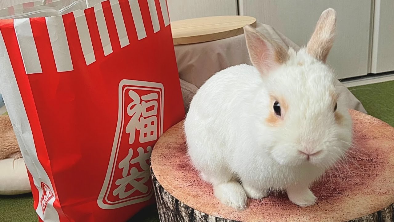 【福袋2026】うさぎさんのための福袋を開封してみよう🐰🎍