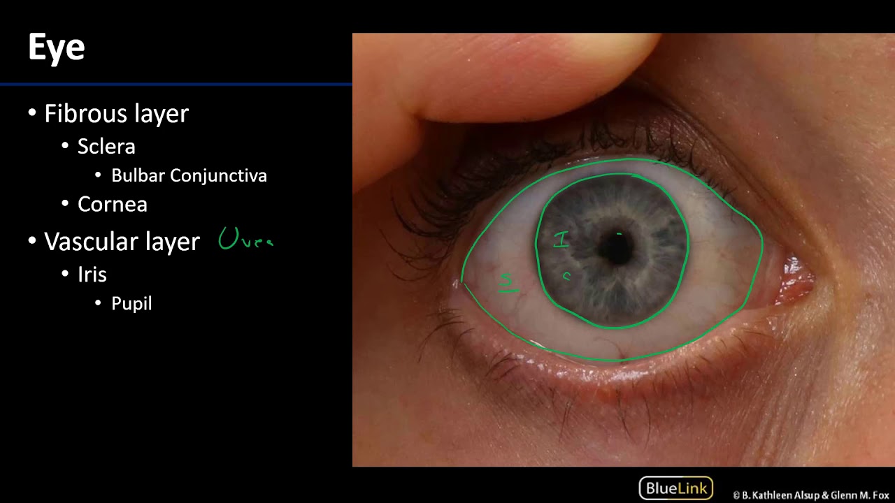 Eye and Conjunctiva - M1 Orbit & Eye Dissection Supplement