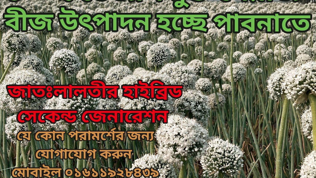 লালতীর হাইব্রিড সেকেন্ড জেনারেশন পেঁয়াজ বীজ উৎপাদন হচ্ছে এখন পাবনাতে,থাকছে ১০০%ভেজাল মুক্ত সঠিক বীজ।