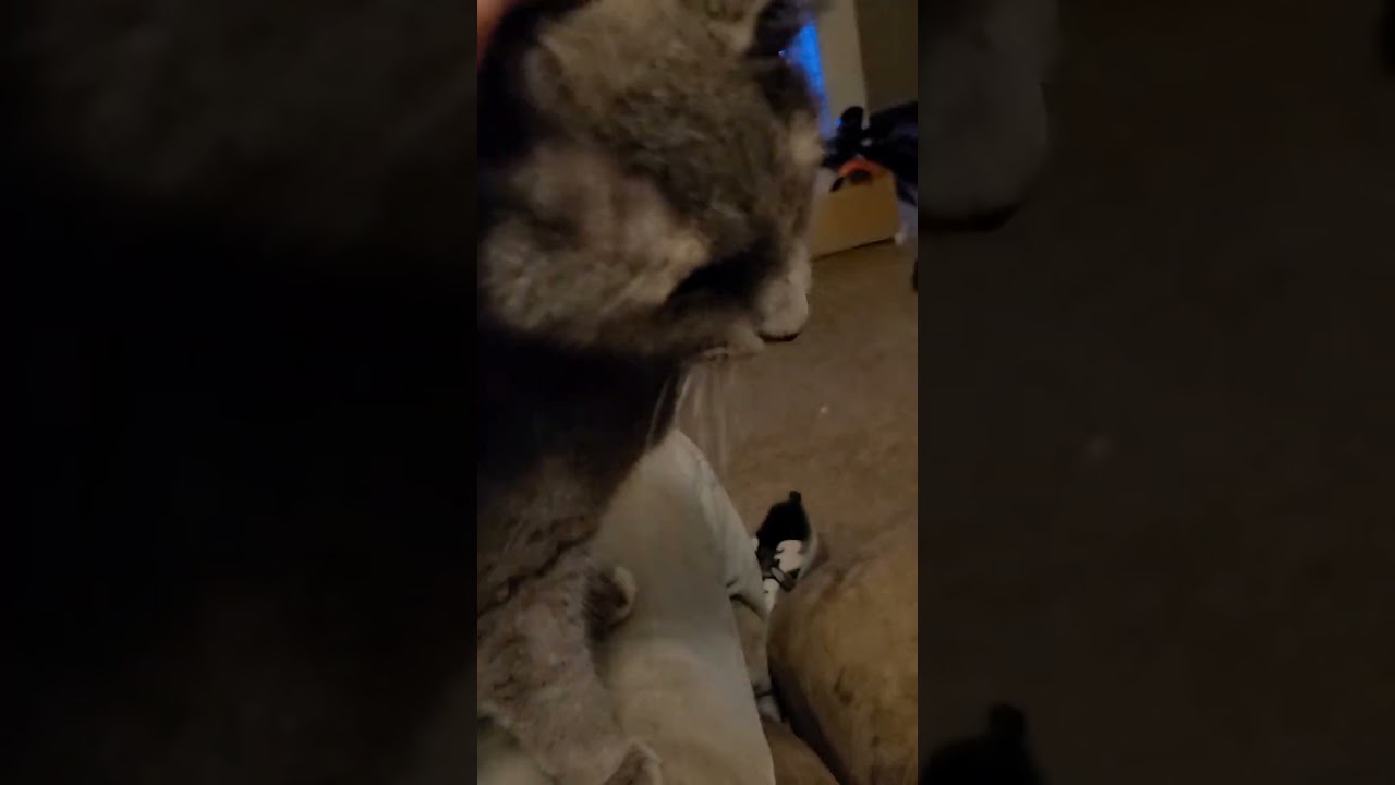 Cats