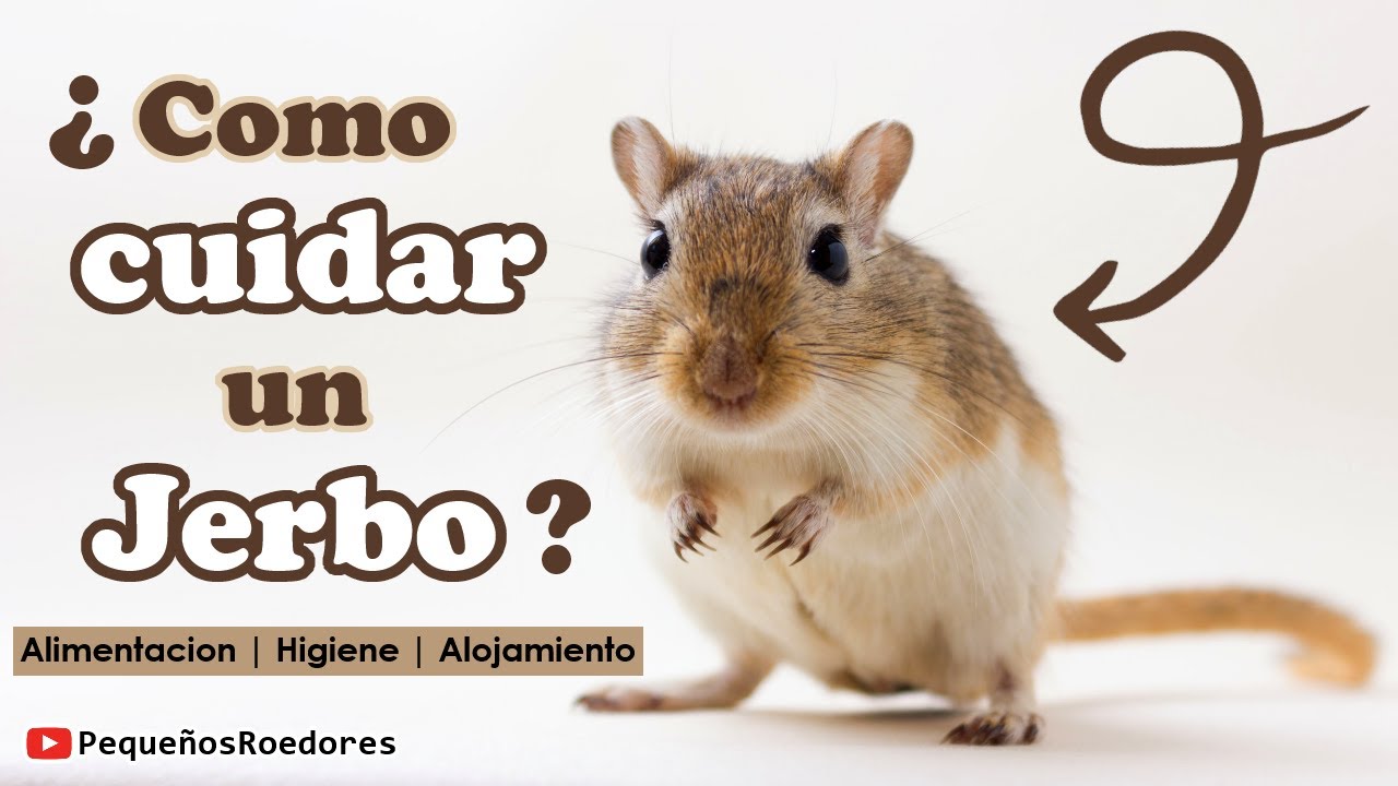 Cómo CUIDAR un JERBO