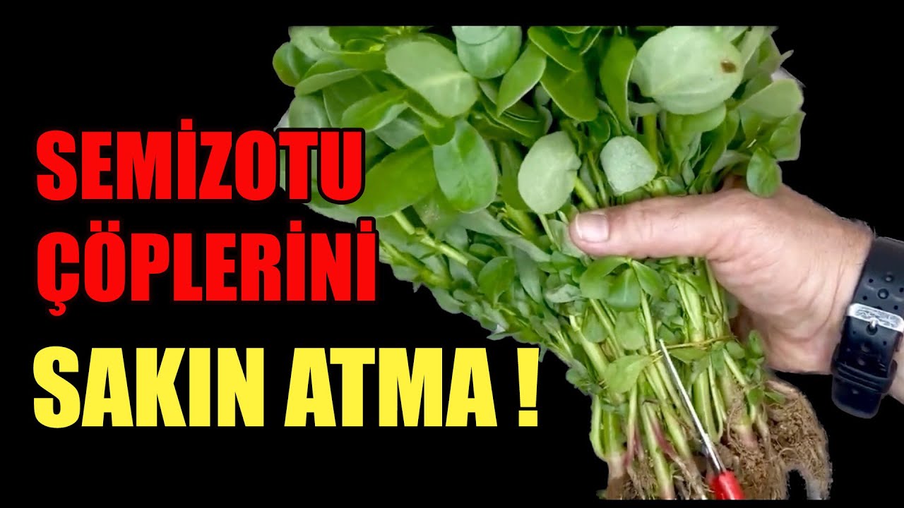 Semizotu Köklerini Sakın Atma !