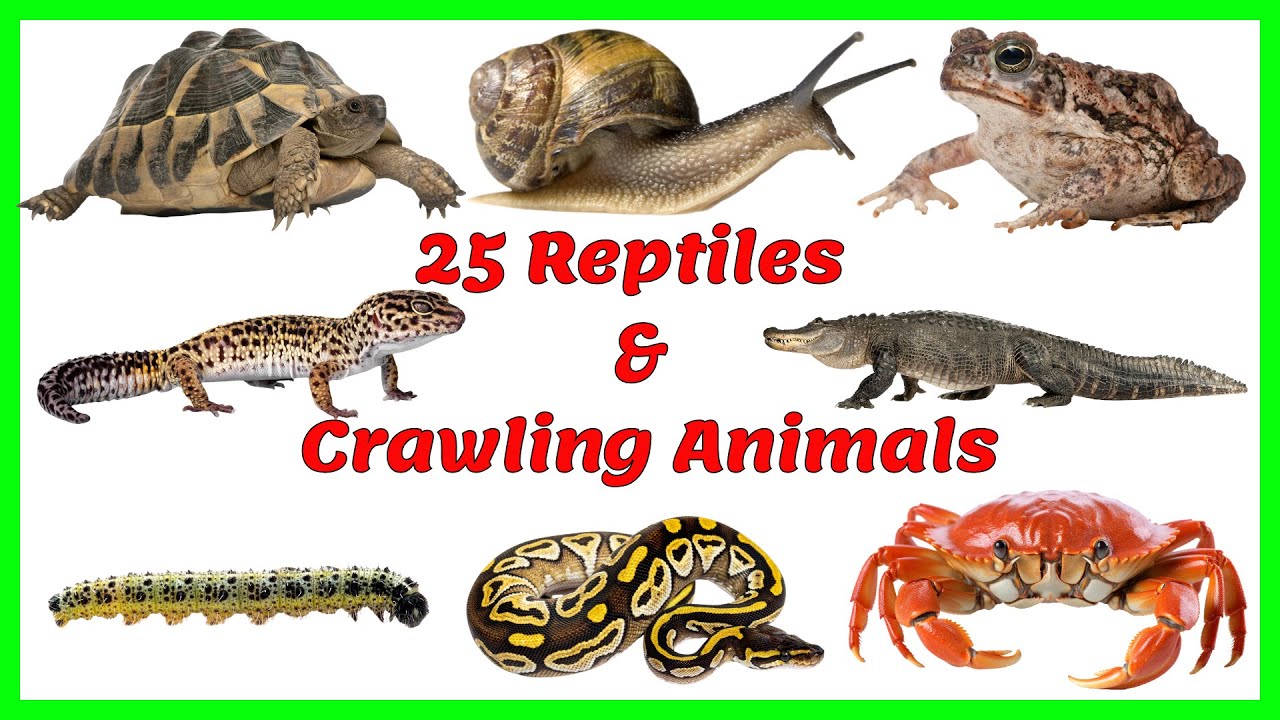 Reptiles and Crawling Animals for Kids | Learn 25 Reptiles and Crawling Animals with Pictures