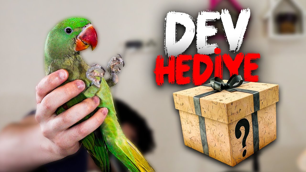 Papağanıma Hangi Yemi Yiyor - Alex'e Dev Hediye @Yemburdaa