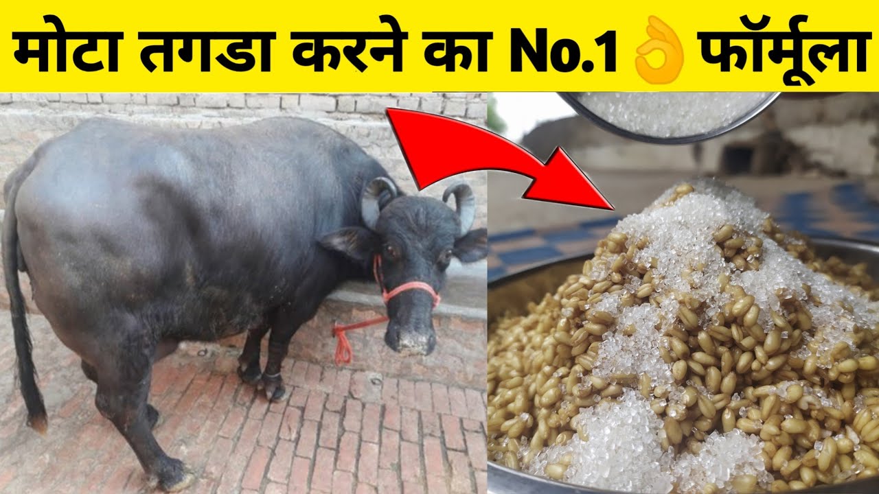 गाय/भैंस को मोटा तगडा करने का No.1 फॉर्मूला|Pashu ko mota karne| How to increase weight of animals.