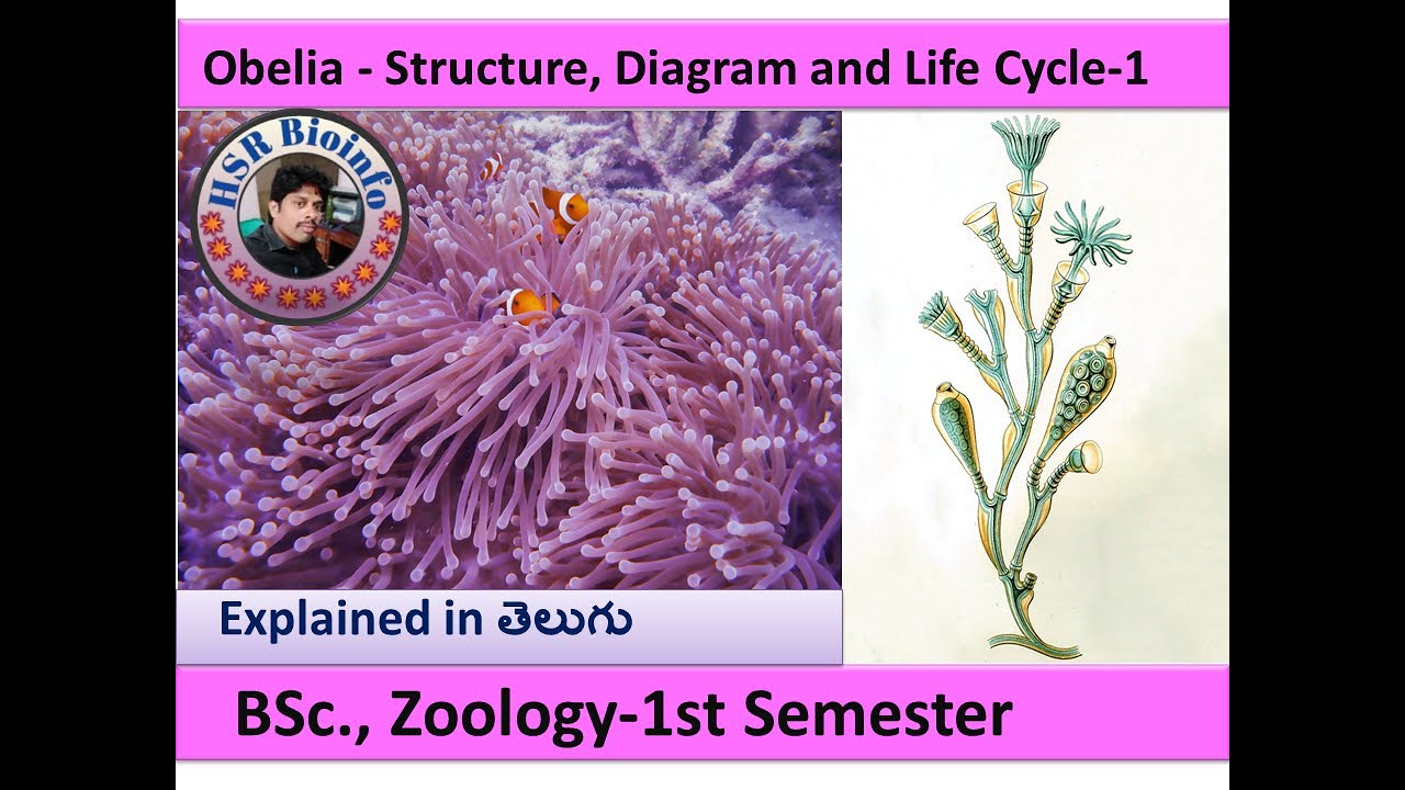 Obelia life cycle | life cycle of obelia | B.SC., Zoology | obelia structure| HSR Bioinfo
