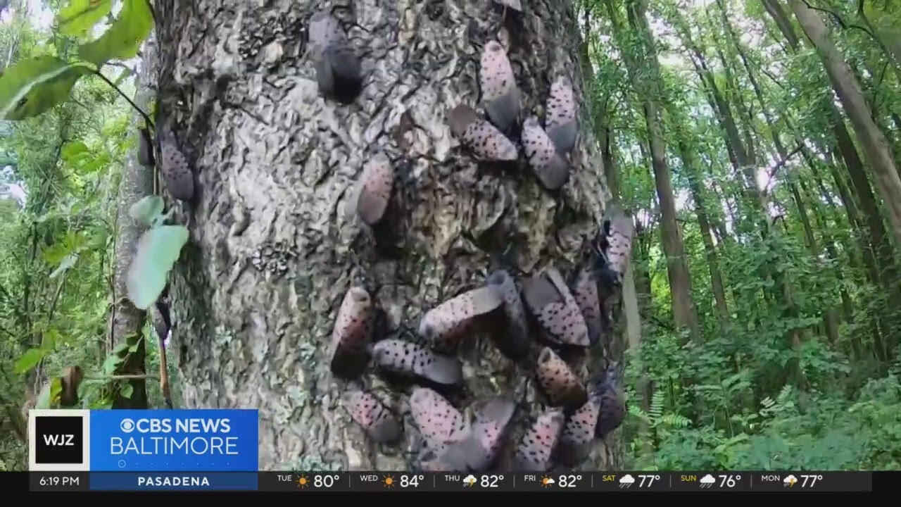 Invasive spotted lanternflies emerging in Maryland