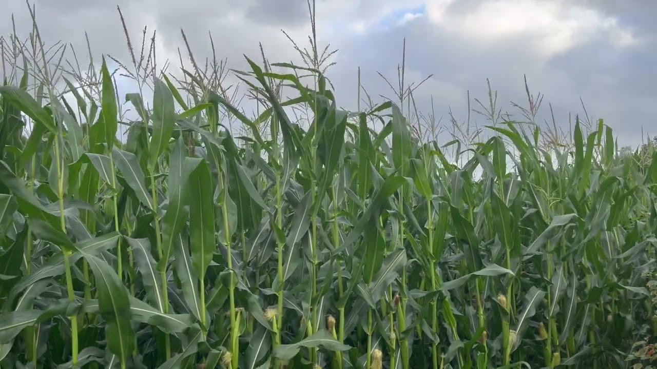 Cornfield in the Wind &ndash; 10 Hours of Relaxation, 4K