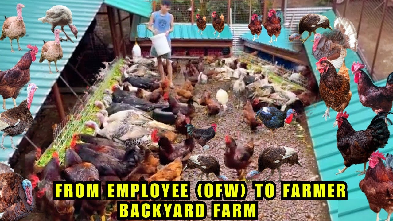 FROM EMPLOYEE (OFW) TO FULLTIME FARMER BACKYARD FARM | SA PAG AALAGA NG PABO AT MANOK  SUCCESSFULL