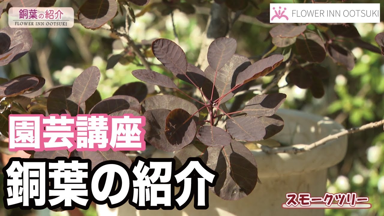 【園芸講座】銅葉の紹介 テレビ 「楽しい花辞典」放映中 FLOWER-INN OOTSUKI