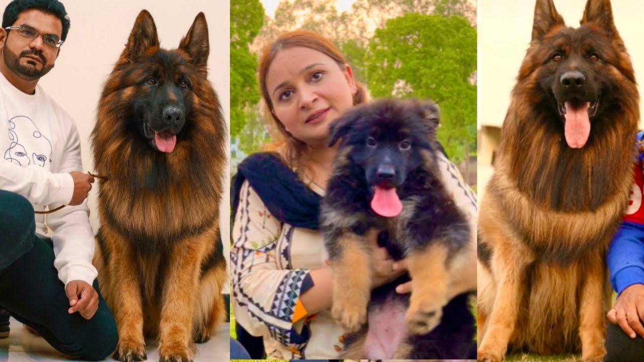 The World Champion Black German Shepherd Puppies Available | Hsn Entertainment
