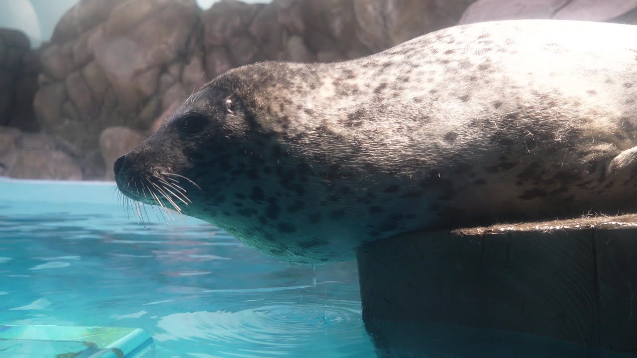 Spotted seal​ 20250511／Toyohashi Zoo & Botanical Park（non_hoi_park）／4K