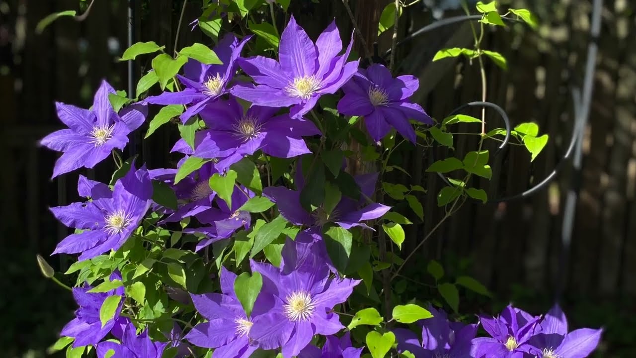 CLEMATIS UNA DE LAS FLORES MAS HERMOSAS EN MI JARDIN -La reina de las trepadoras