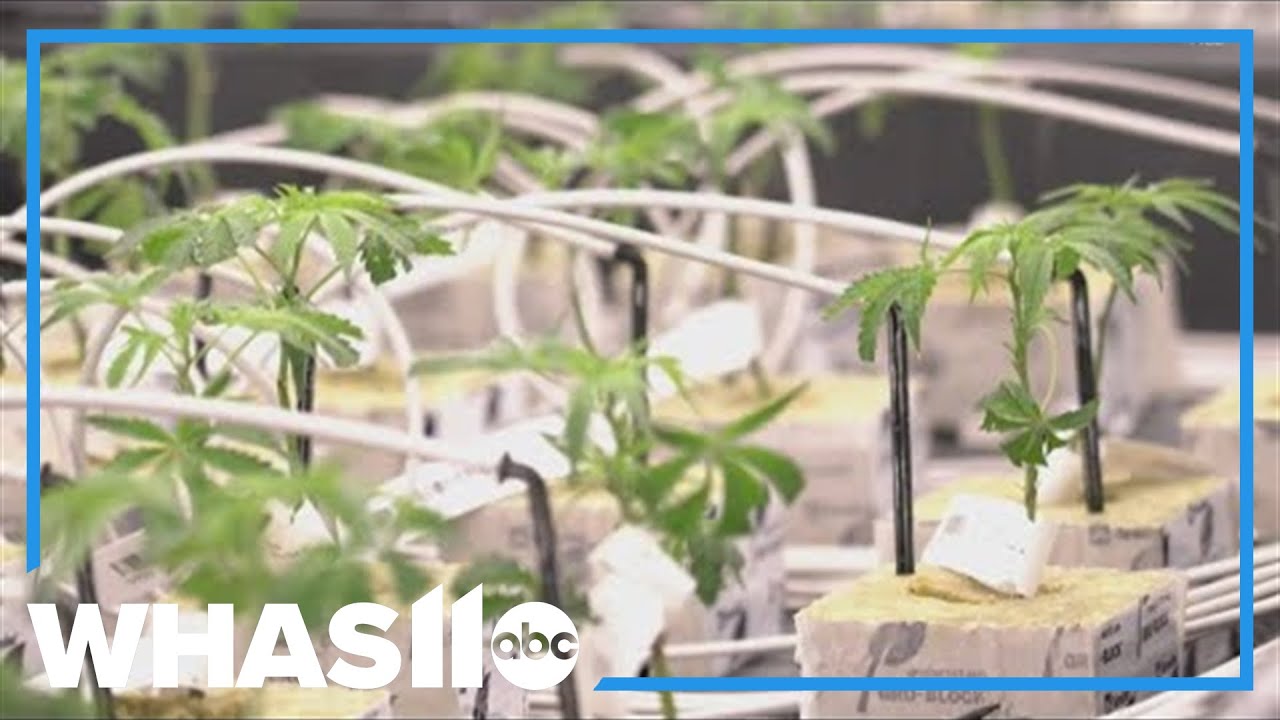 Hemp growers warn McConnell-backed THC limit will gut industry