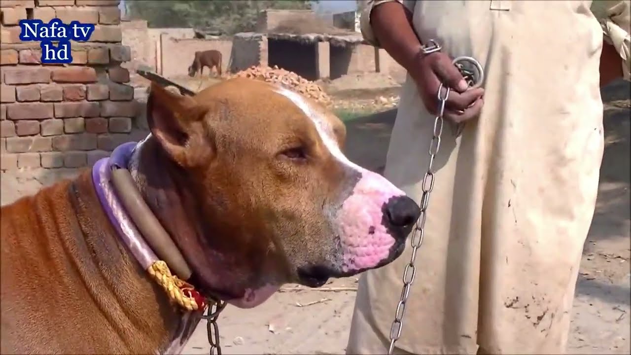 Beautiful Bully Dog And Black Bully Female of Nathain Bodla By Dog Chennel @Nafa TV HD
