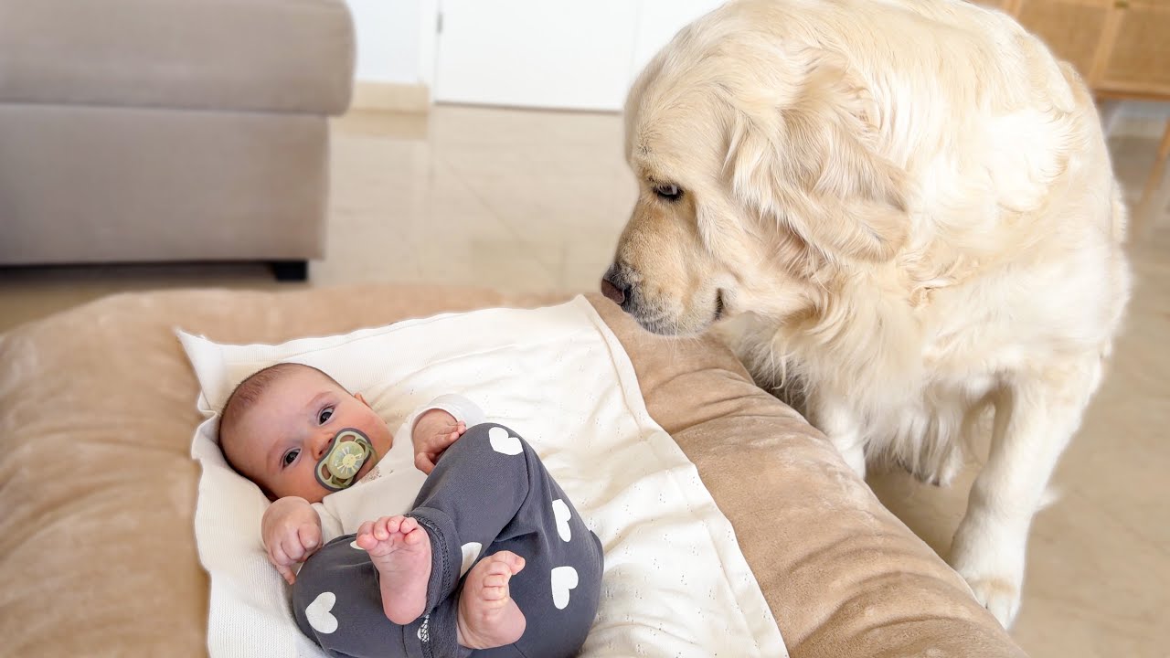 Confused Golden Retriever Reacts to a Baby in Her Dog Bed