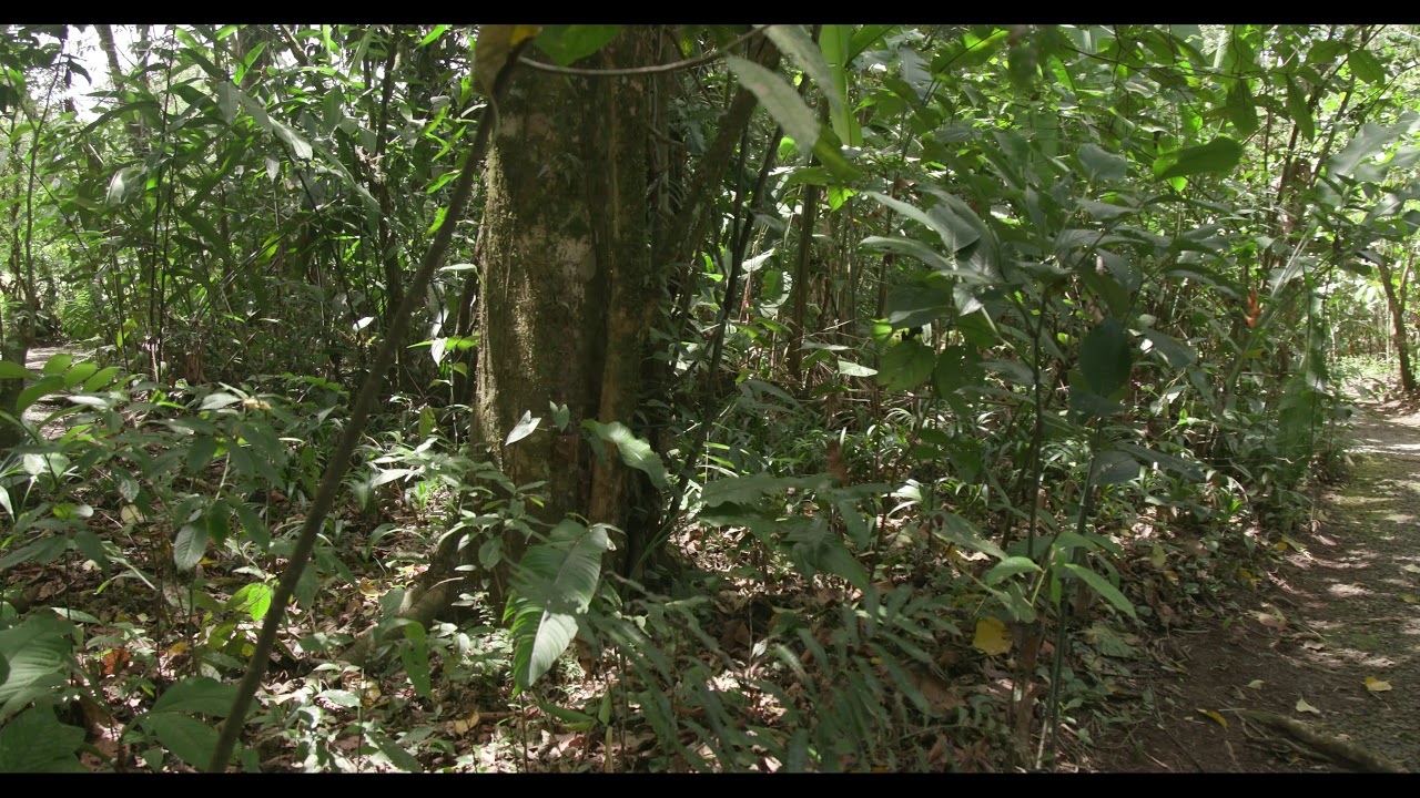 Trails Through the Rain Forest at Pierella Ecological Garden