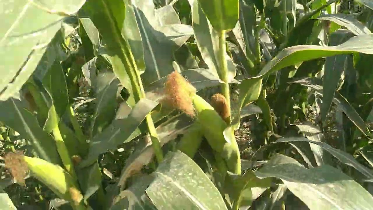 تخلصنا من الخنازيرالبريه.بالكهرباء.ادخل وشاهدالفيديوا.لانتسى الاشتراك بالقناة ولايك للفيديوا