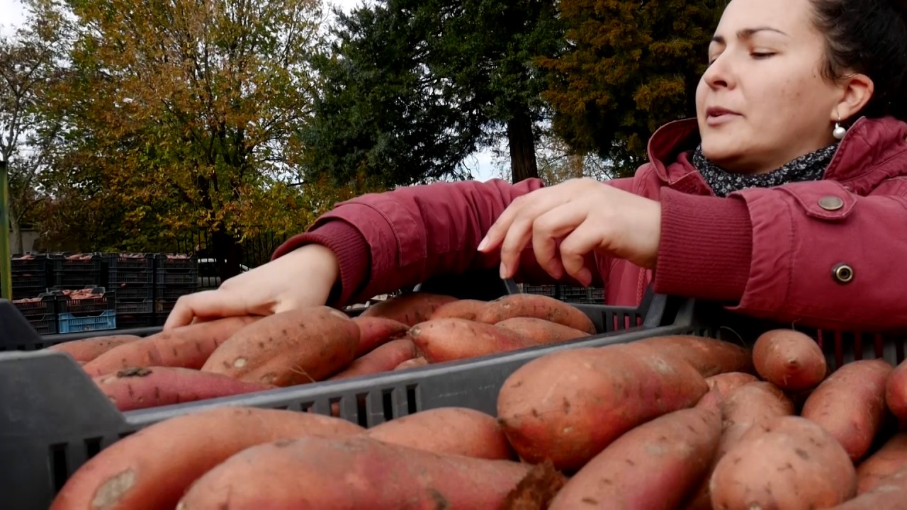 Ásotthalom, a magyar batátatermesztés központja