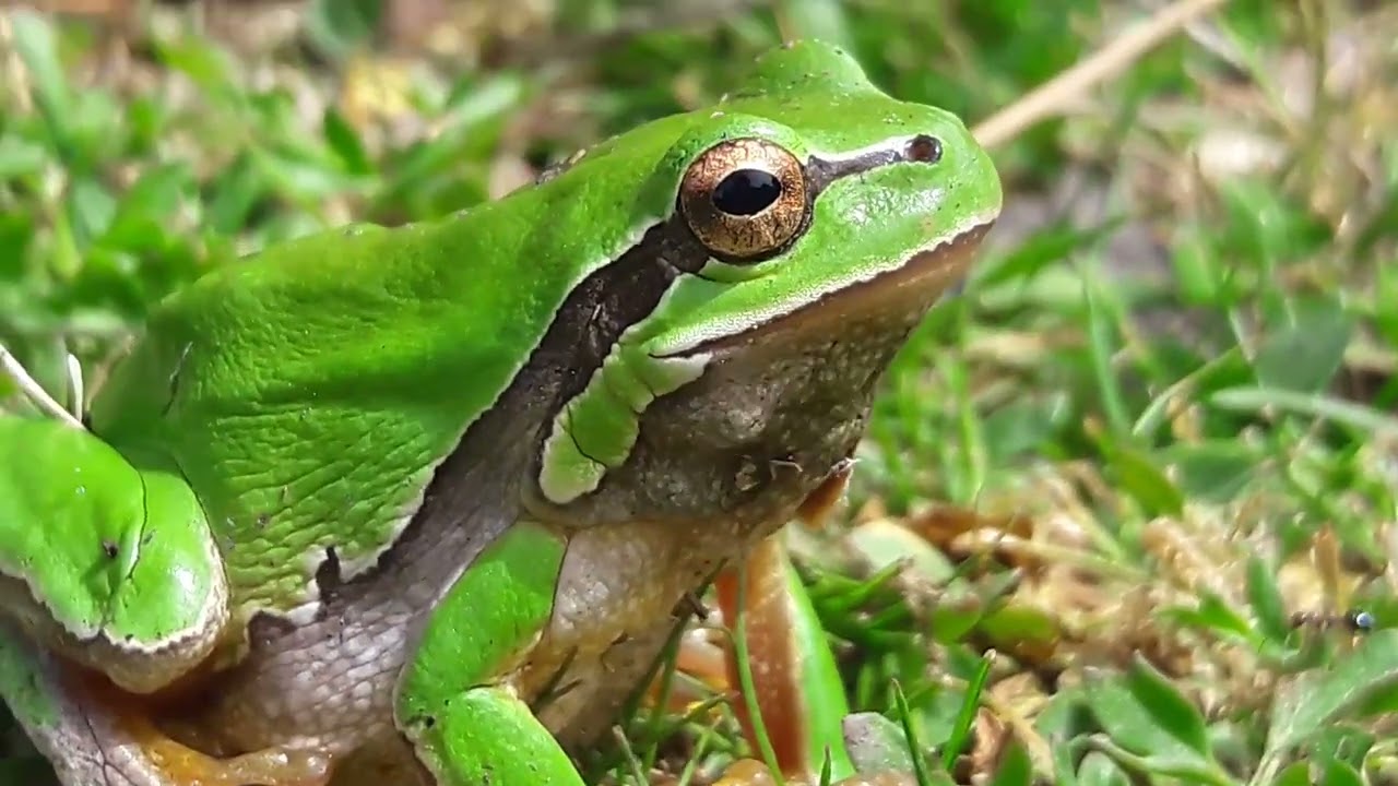 Hyla orientalis/Ağa&ccedil; kurbağası🐸