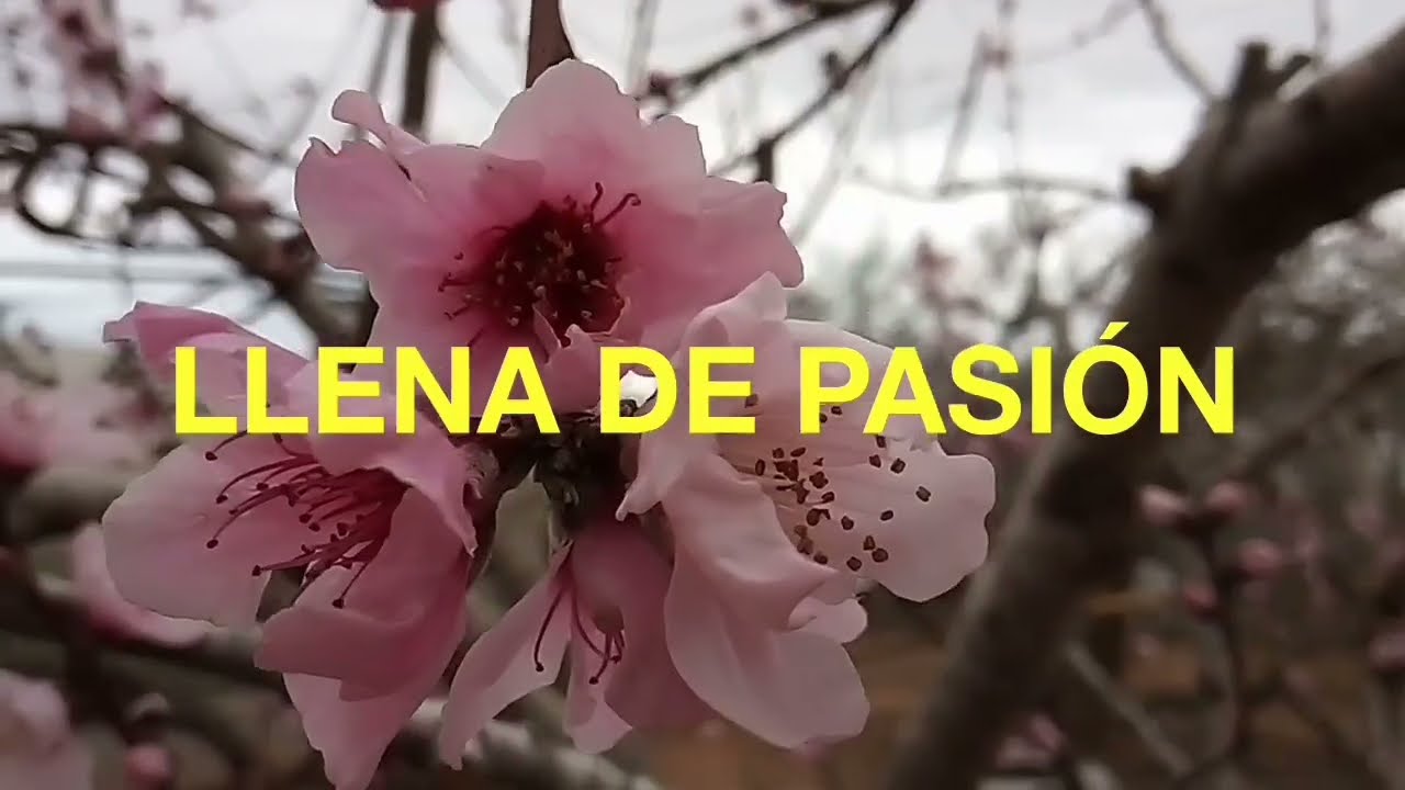 ELABORACIÓN DE UNA FÓRMULA BASE PARA PÁJAROS EN CRECIMIENTO.