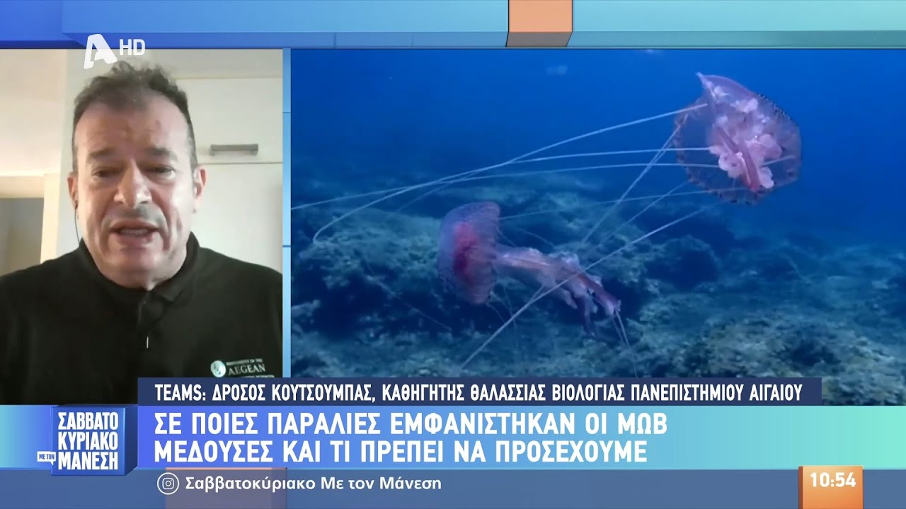 Σε ποιες παραλίες εμφανίστηκαν οι μωβ μέδουσες και τι πρέπει να προσέχουμε
