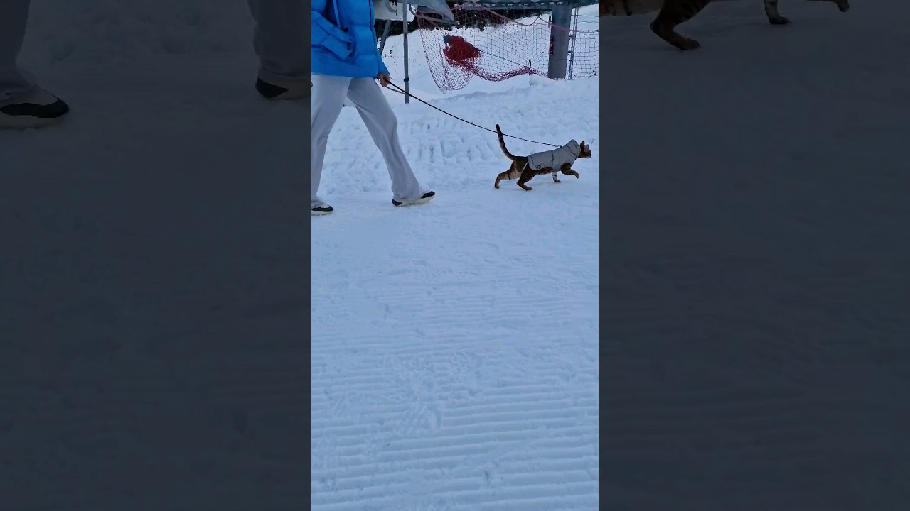 Walk with bengal in the mountains🐆 