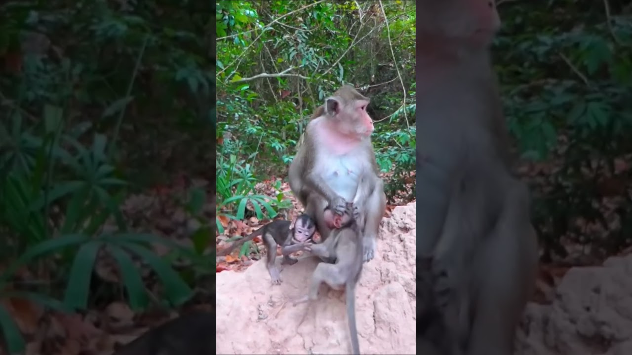 Life of Monkeys: The mother monkey warned her baby monkey to go easy on it.