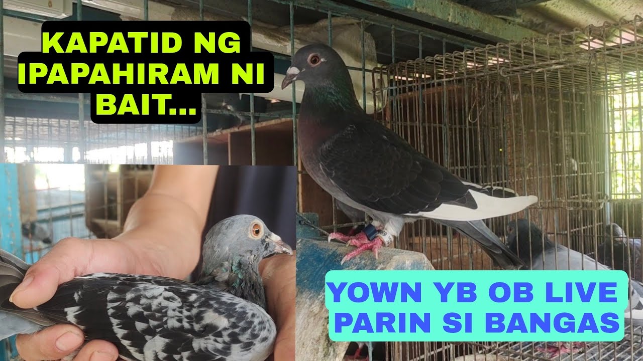 UBUSAN NG IBON APARRI CAGAYAN 30PLUS LANG NAGPACLOCKED SA WPFC YB OB....