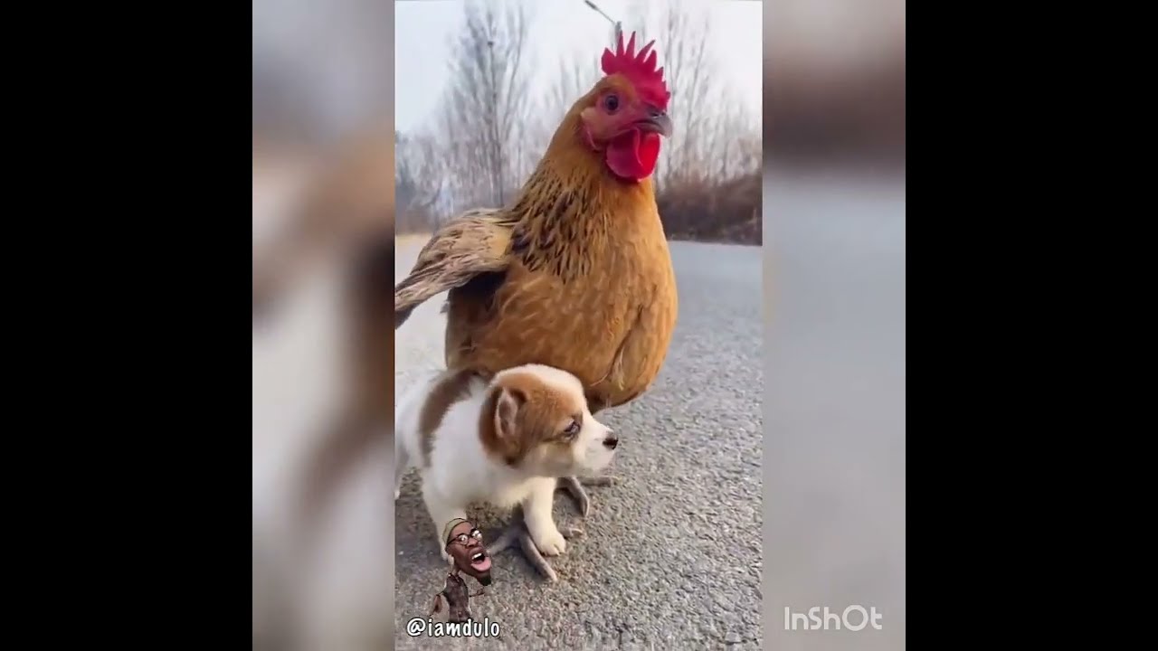 Iam Dulo Funny istagram videos compilation Part 2